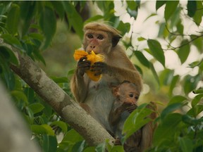 Supplied by Disneynature Monkey Kingdom