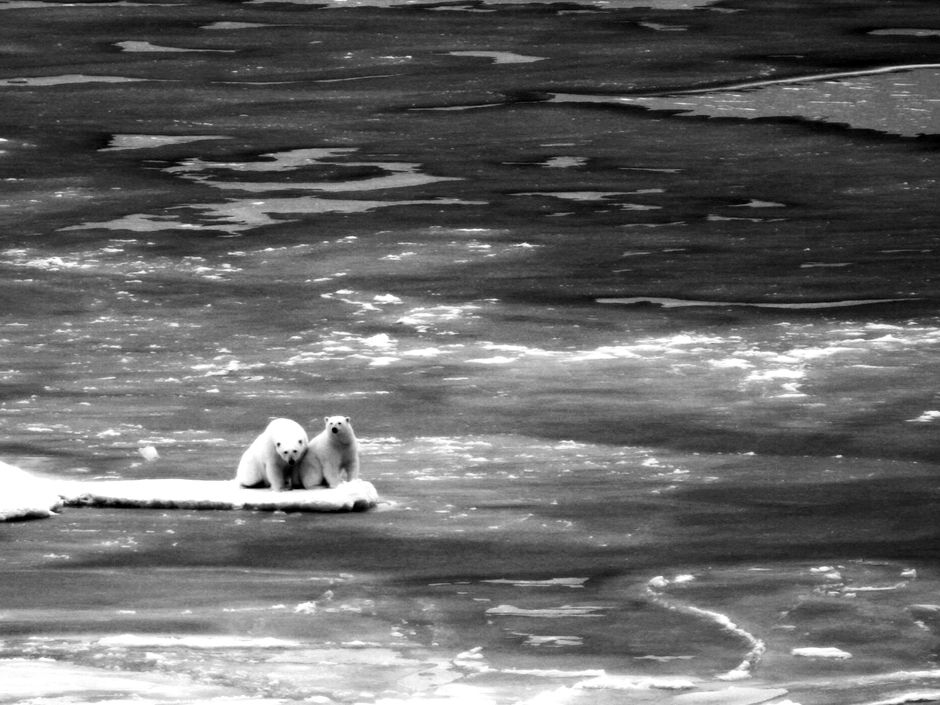 Polar bears spread their arms and legs while crossing thin ice, to