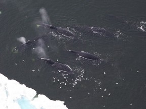 The Canadian Press / AP Photo / National Oceanic and Atmospheric Administration - Laura Morse