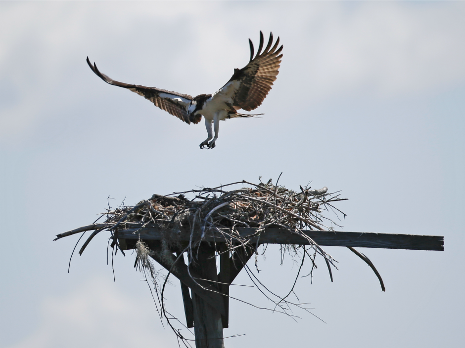 Dead zone': Scientists baffled with why thousands of birds