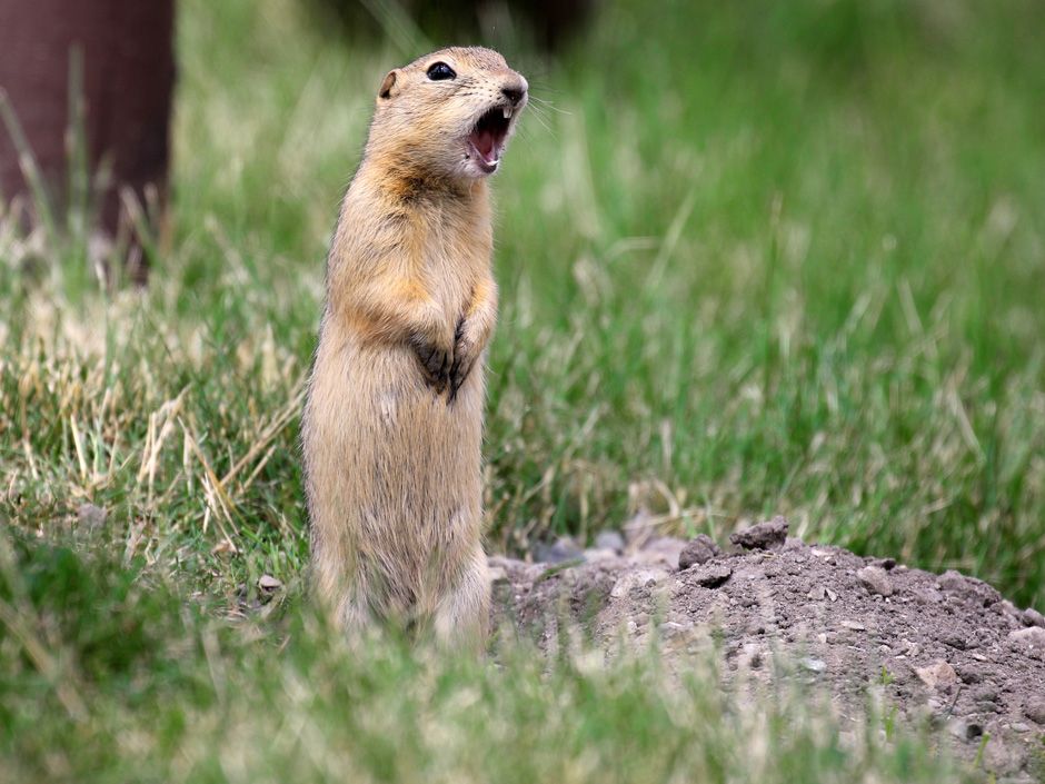 Calgary deploys the ‘Giant Destroyer’ in fight against gopher ...