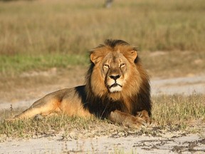 Andy Loveridge/Wildlife Conservation Research Unit via AP