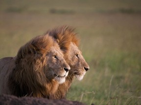 Wealthy American tourists account for 64 per cent of lions killed for sport during 1999 and 2008.