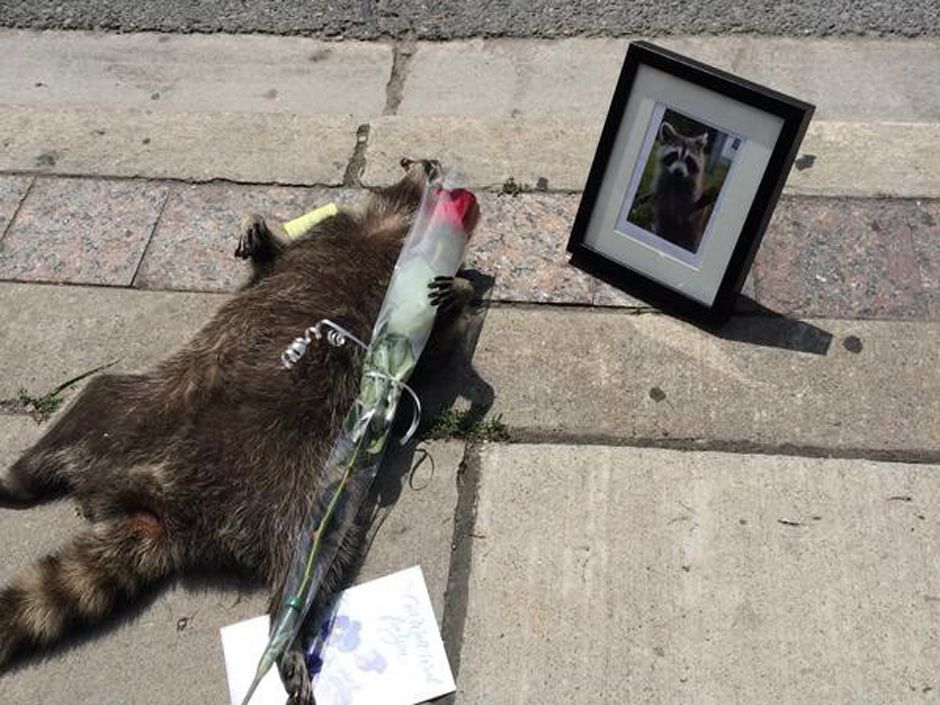 Chris selley toronto should learn from conrad the raccoon national post