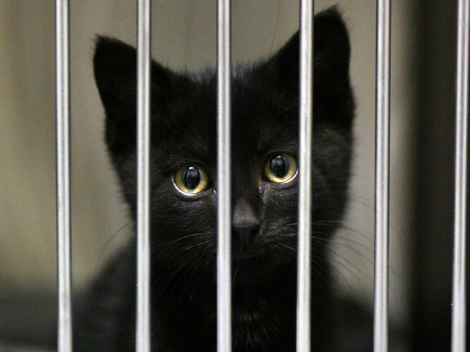 'You certainly can’t strangle a cat and throw it in a dumpster