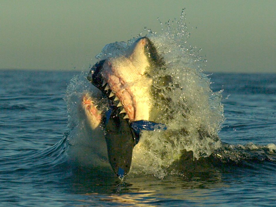 Shark Week 2015 begins Sunday: We'll soon know if Discovery