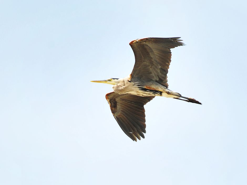 Herons form unlikely alliance with sworn enemy, the bald eagle, at ...