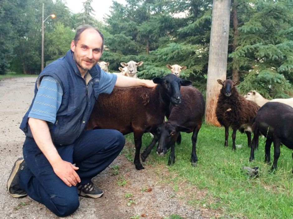 Edmonton man was secretly hoarding a flock of sheep that went unnoticed ...