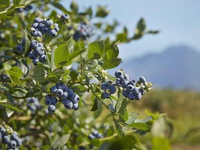 Blueberries are seen growing on a tree in this undated handout photo. With more than $1 billion in sales in the past five years, Canada is the third largest national producer of sweet highbush blueberries in the world.