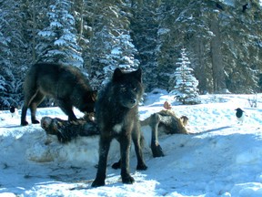 A remote camera image of young wolves eating a carcass in Banff National Park.
