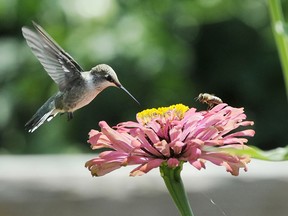 A hummingbird joins a honey bee for lunch.