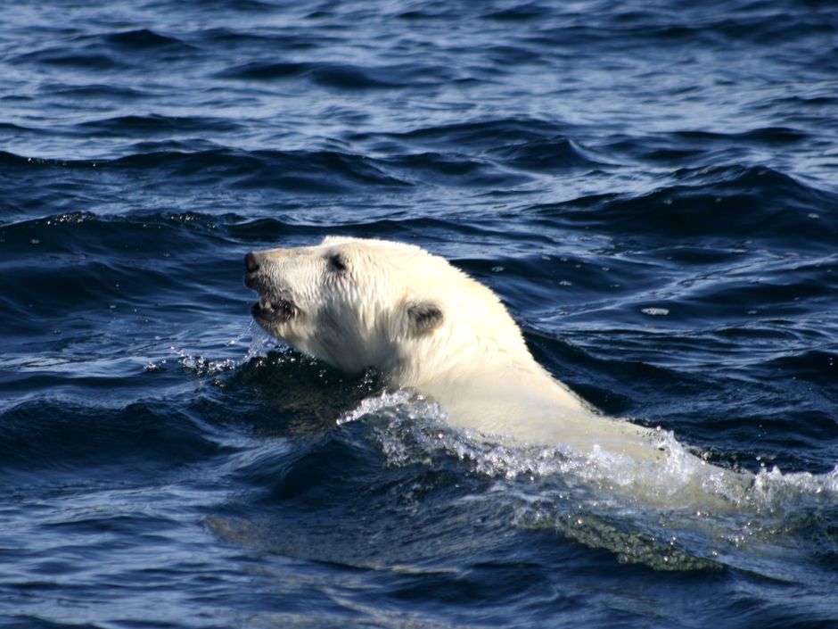 Canadian researcher witnesses polar bear holding its breath for record ...