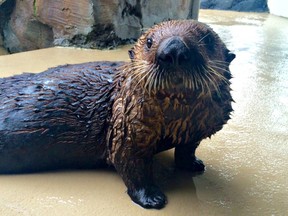 Seattle Aquarium/ Twitter