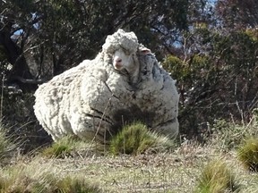 RSPCA/AFP/Getty Images