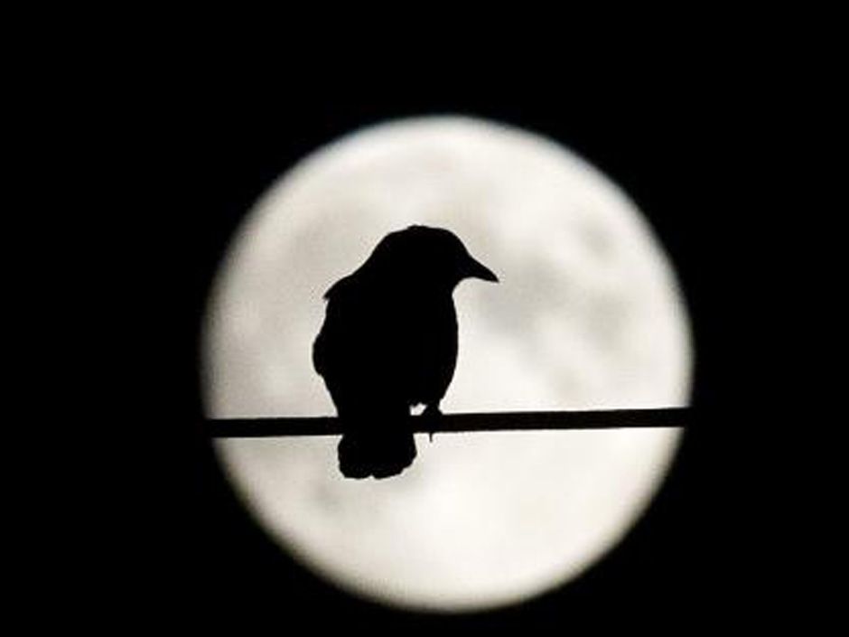 Night crows аутентификация. Ночной дозор вороны.