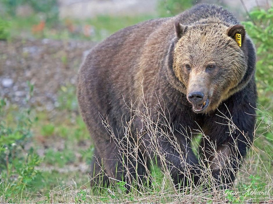 Grizzly bear known as 'Split Lip' eats a smaller grizzly bear in Banff ...