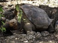 Galapagos National Park via AP