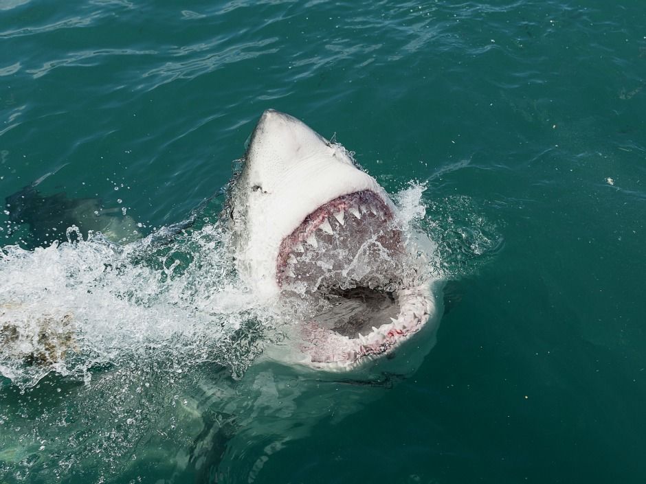 A 23-foot-long shark the size of Jaws was spotted in Australia