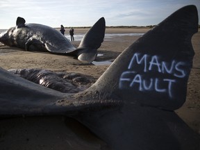 Dan Kitwood/Getty Images