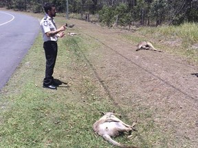 Michael Beatty/RSPCA via AP