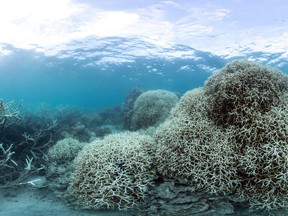 AFP PHOTO / XL Catlin Seaview Survey