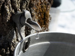 Sugaring-off season is big business in the province, which accounts for nearly three-quarters of the maple syrup produced uniquely in North America.