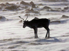 A wild caribou roams the tundra near The Meadowbank Gold Mine located in the Nunavut Territory of Canada on March 25, 2009.