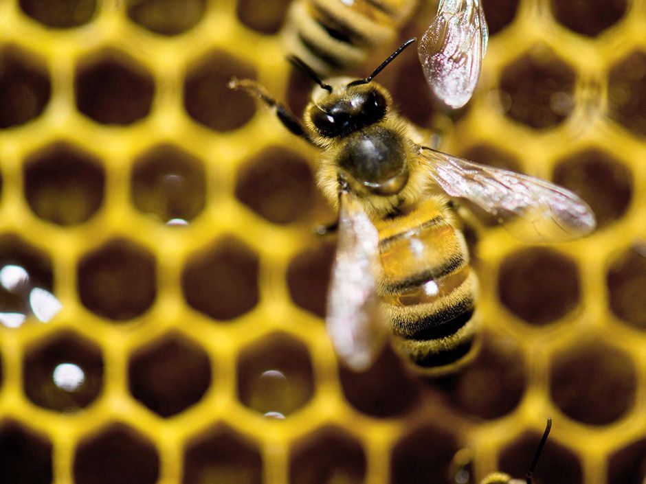 Nail Decals Nail Tattoos Set of 20 Honey Bees With Honeycomb 
