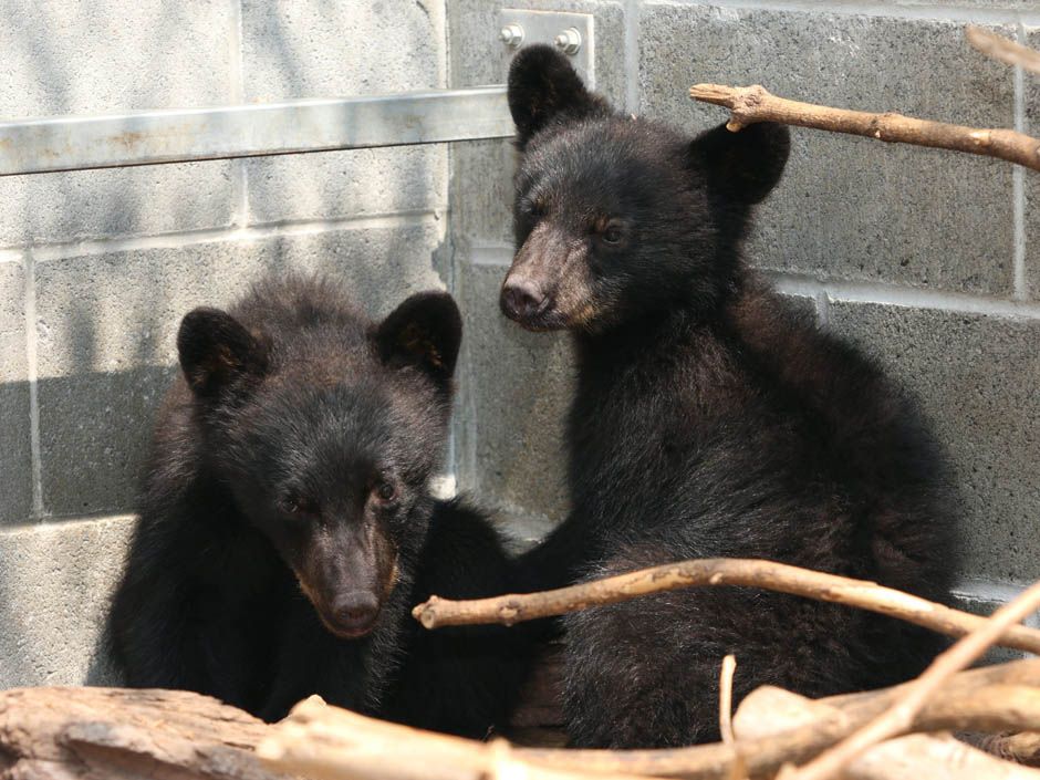 B.C. conservation officer, suspended after refusing to kill two black