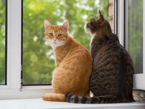 Two cats sit perched by a window.