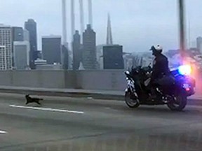 In this frame from video provided by the California Highway Patrol, Officer G. Pumphrey pursues a male Chihuahua running loose on the San Francisco-Oakland Bay Bridge in San Francisco Sunday, April 4, 2016. This image was made from a patrol car running a traffic break to keep cars from passing. Officers finally corralled the dog, then posted images on their Facebook page seeking the public's help in finding the owner.(California Highway Patrol, via AP)