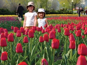 Three million flowering plants adorn Ottawa during the Canadian Tulip Festival.