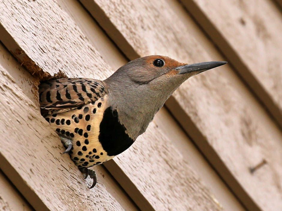 Gavin Young / Postmedia News 