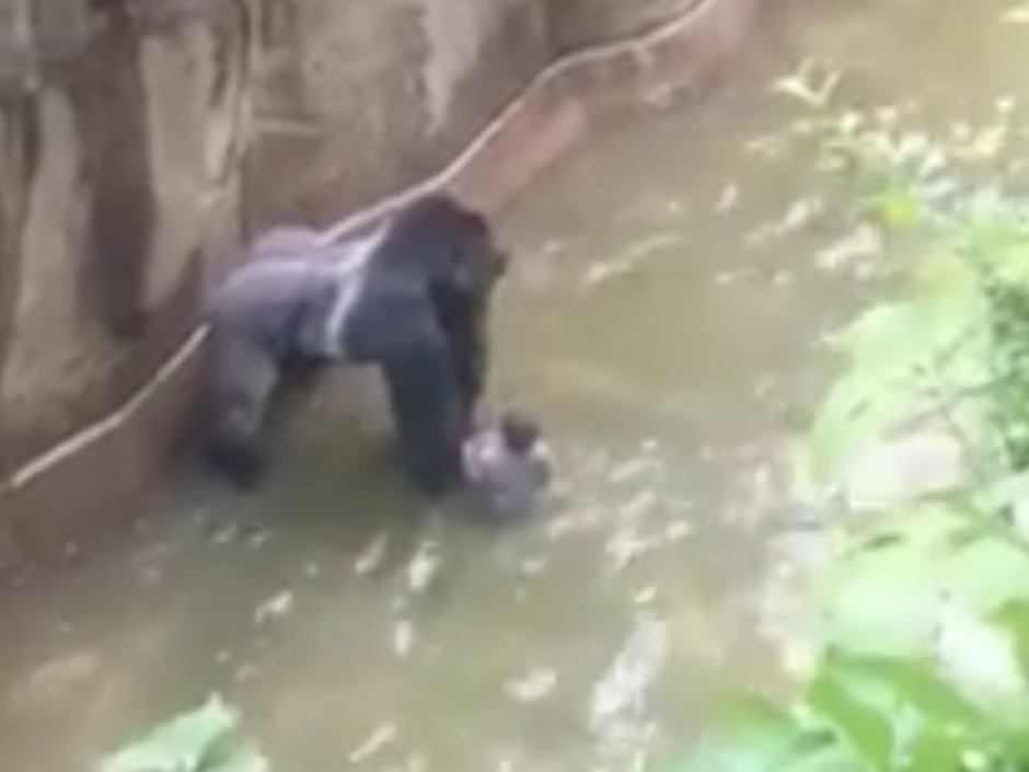 6 YEARS AGO: Harambe the gorilla killed after child falls into Cincinnati  Zoo enclosure