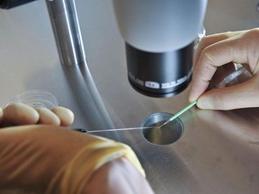 A scientist works during an in-vitro fertilization process