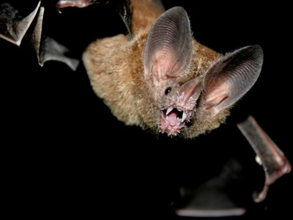 Carnivores Can 'go Big Or Go Fish': Traits Allow Bats To Hunt Prey 