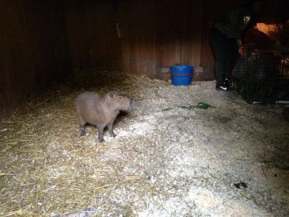 Capybara chasers know how to trap Toronto's second runaway rodent