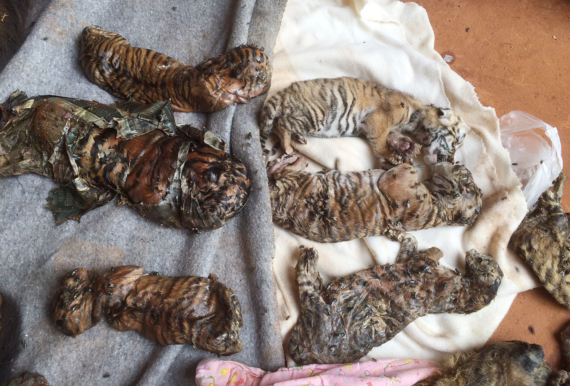 Pair of Frozen Tiger Cubs Seized in Wildlife Crime Bust by ENV and Police