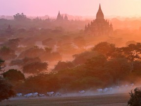 In this picture taken February 3, 2014, cattle are escorted as they pass in front of the ancient pagodas at Bagan, Burma.