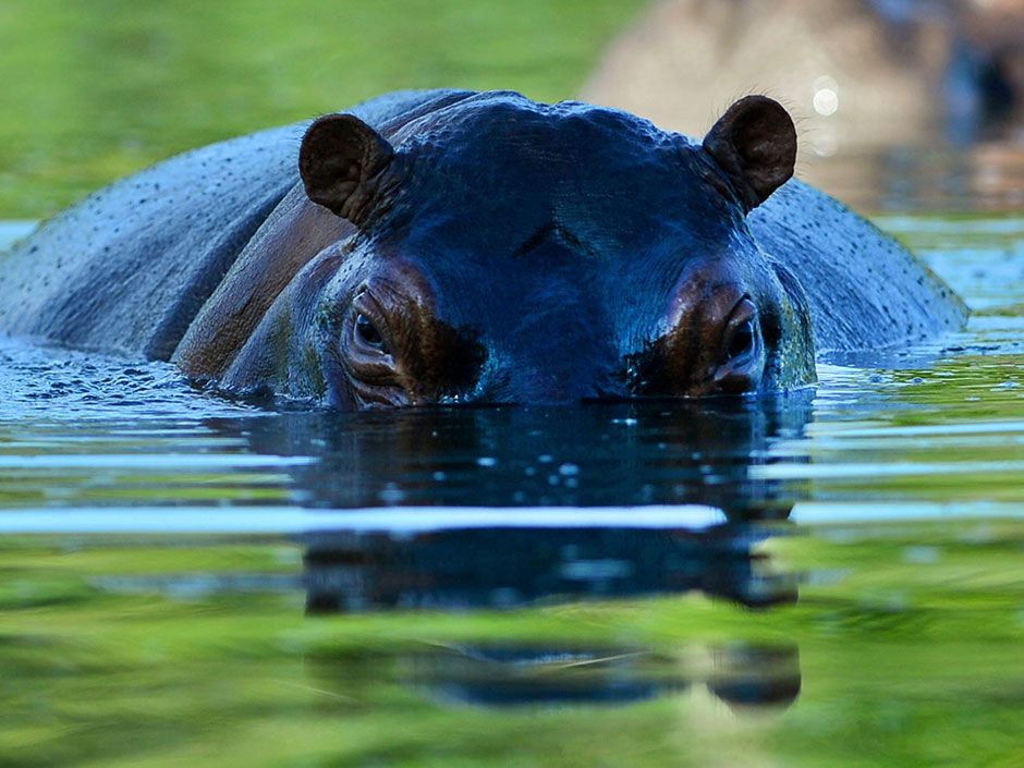 Slain drug lord’s escaped hippos are posing a slippery problem for ...