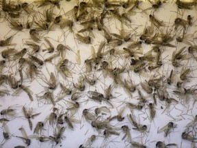 In this July 19, 2016 file photo, a tray of Aedes dorsalis and Culex tarsalis mosquitos are shown collected at the Salt Lake City Mosquito Abatement District near Salt Lake City.