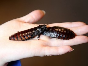 Could cockroach milk be the next whole food fad?