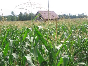 So-called "crop sweat" from corn fields across Ontario is pumping moisture into the air — which will make it feel even hotter later this week.