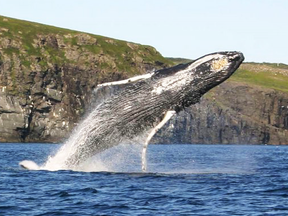 File photo of a humpback whale leaping from the water in Trinity Bay, Newfoundland.
