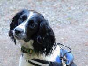june-2016-angus-a-two-year-old-english-springer-spaniel