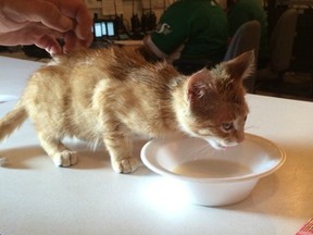 Mounties in Saskatchewan say they're investigating an animal cruelty complaint against a kitten, seen here in a Sunday, July 17, 2016, handout photo, at a country music festival near Craven, Saskatchewan.