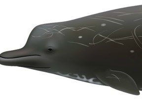 This undated illustration provided by National Oceanic and Atmospheric Administration Southwest Fisheries Science Center shows a species of beaked whale.