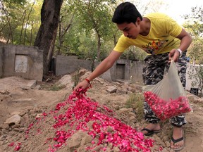 In this June 9, 2016 photo, Hassan Khan, whose wife Zeenat was killed by her mother, lays rose petals on her grave in Lahore, Pakistan.
