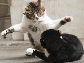 The battle for dominance between 10 Downing's cat Larry and Palmerston, who just moved into the Foreign Office across the street, has sent fur flying.