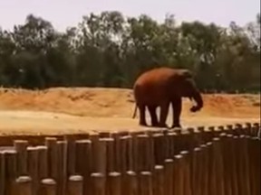 An elephant at a zoo in Rabat hurled a rock towards a group of people, killing a 7-year-old girl.